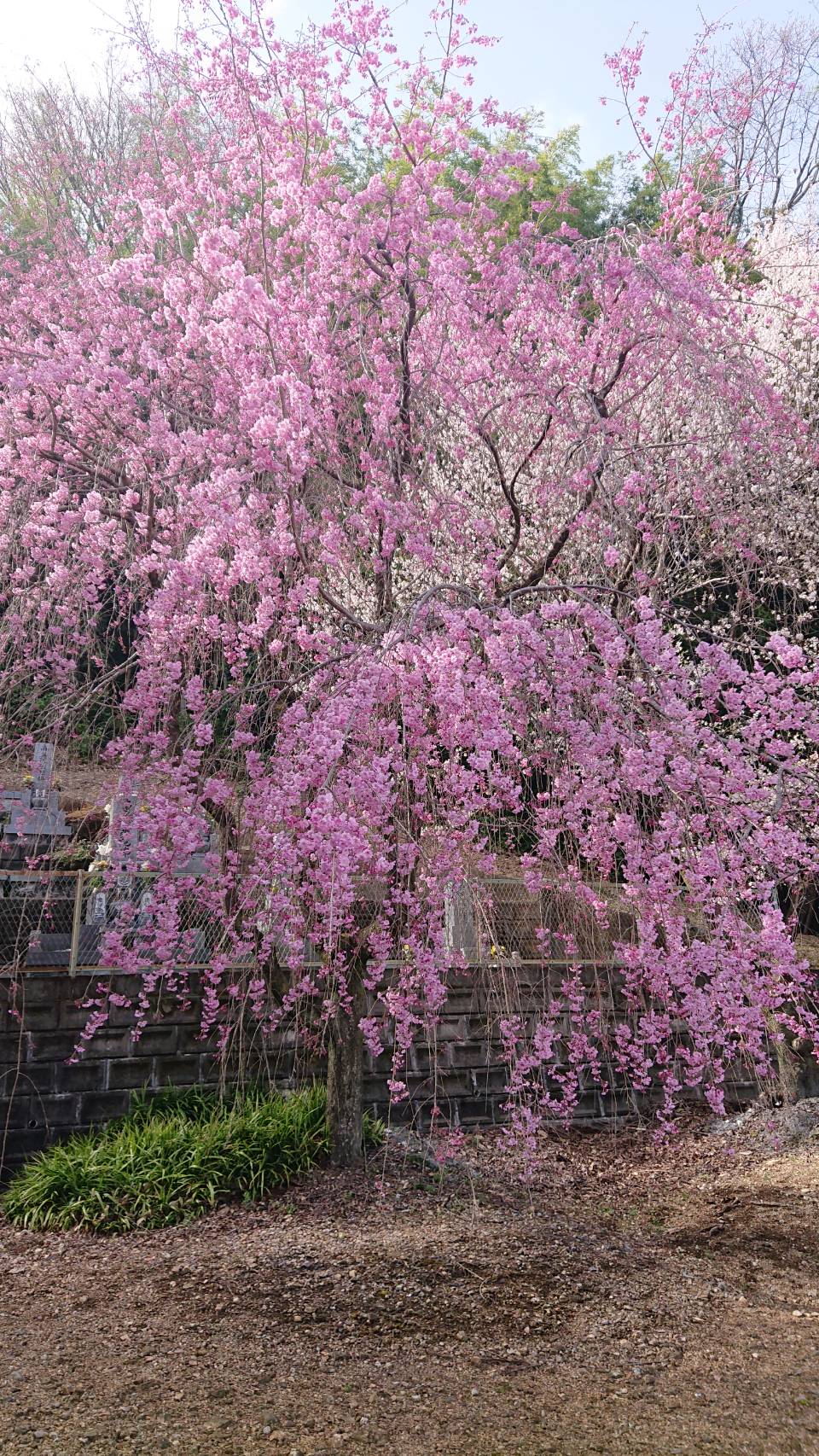 荘川桜2世　開花